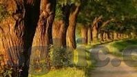 大象传媒下载ios-探索大象传媒在iOS平台上的下载体验
